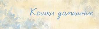 Кошки домашние