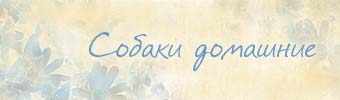 Собаки домашние